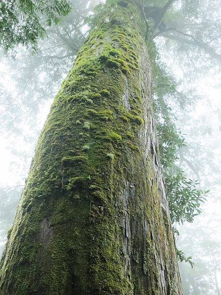 【宜蘭旅遊】馬告生態公園神木園-千年歲月，歷史見證