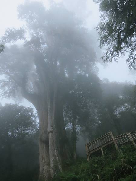 【宜蘭旅遊】馬告生態公園神木園-千年歲月,歷史見證 【宜蘭旅遊】馬告生態公園神木園-千年歲月,歷史見證