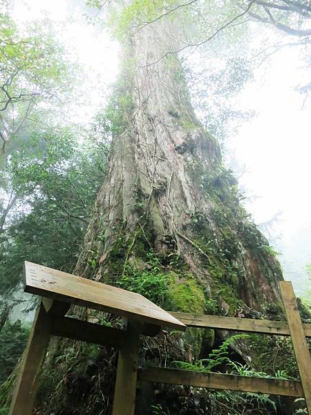 【宜蘭旅遊】馬告生態公園神木園-千年歲月，歷史見證