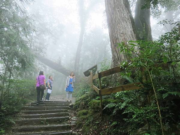 【宜蘭旅遊】馬告生態公園神木園-千年歲月，歷史見證