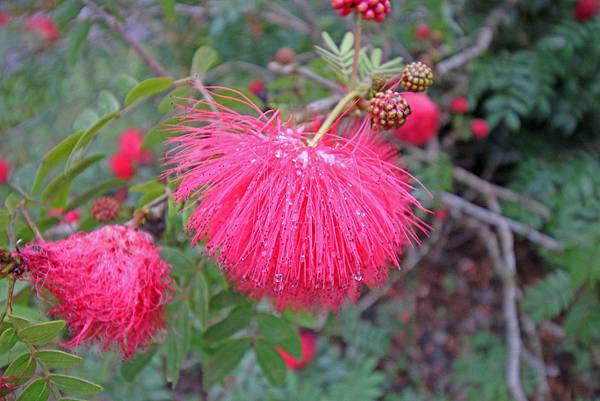 【宜蘭旅遊】棲蘭國家森林遊樂區-馬告森林遊樂區 【宜蘭旅遊】棲蘭國家森林遊樂區-馬告森林遊樂區