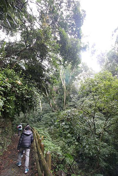 【宜蘭旅遊】棲蘭國家森林遊樂區-馬告森林遊樂區