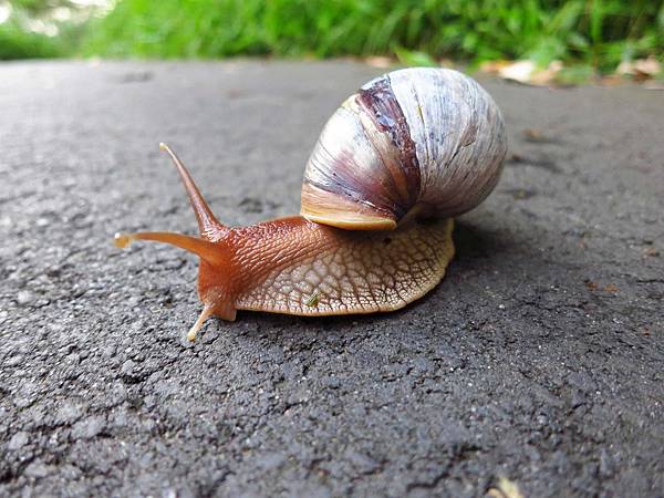 【台北旅遊】瓊仔湖登山步道-台北美麗夜景、約會聖地最佳選擇