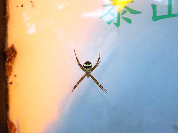 【台北旅遊】瓊仔湖登山步道-台北美麗夜景、約會聖地最佳選擇