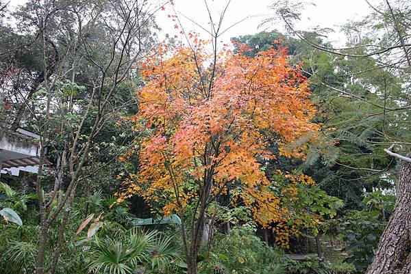 【新竹旅遊】六星集Me2Villa-不用出國也才能感受南洋風情