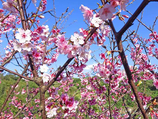 【台北旅遊】內湖康樂街61巷內溝溪景觀生態步道-2016年2月櫻花盛開