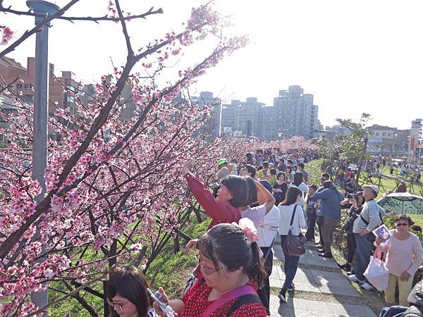 【台北旅遊】內湖康樂街61巷內溝溪景觀生態步道-2016年2月櫻花盛開