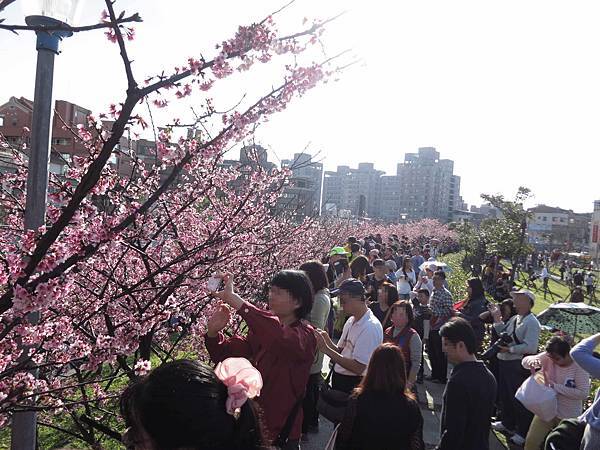 【台北旅遊】內湖康樂街61巷內溝溪景觀生態步道-2016年2月櫻花盛開