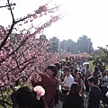 【台北旅遊】內湖康樂街61巷內溝溪景觀生態步道-2016年2月櫻花盛開