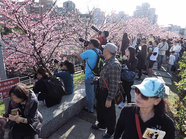 【台北旅遊】內湖康樂街61巷內溝溪景觀生態步道-2016年2月櫻花盛開