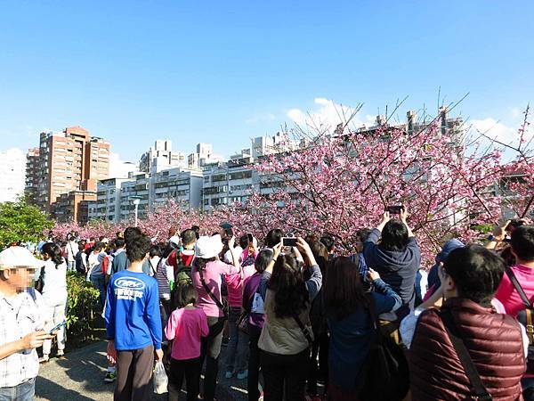 【台北旅遊】內湖康樂街61巷內溝溪景觀生態步道-2016年2月櫻花盛開