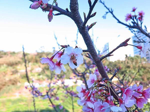 【台北旅遊】內湖康樂街61巷內溝溪景觀生態步道-2016年2月櫻花盛開