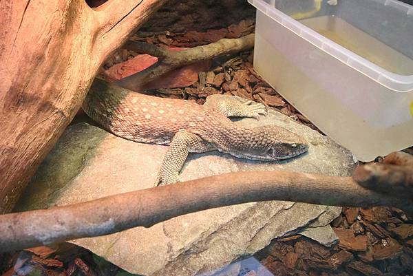 【新竹旅遊】綠世界生態農場-可愛動物互動農場