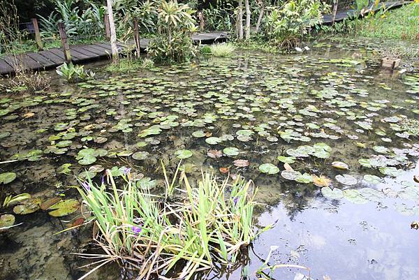 【新竹旅遊】綠世界生態農場-可愛動物互動農場