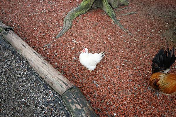 【新竹旅遊】綠世界生態農場-可愛動物互動農場