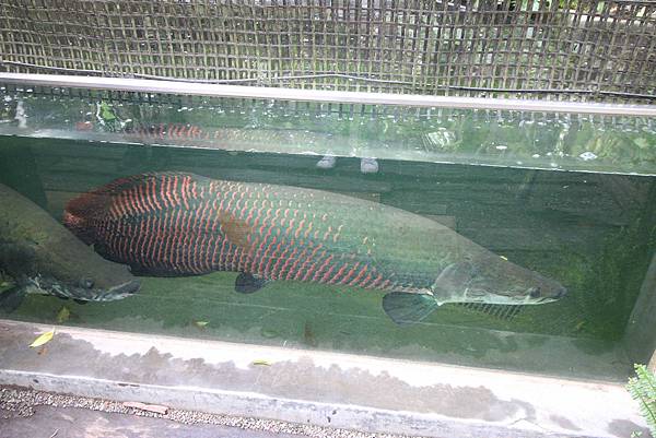 【新竹旅遊】綠世界生態農場-可愛動物互動農場