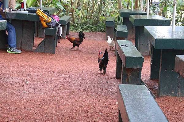 【新竹旅遊】綠世界生態農場-可愛動物互動農場