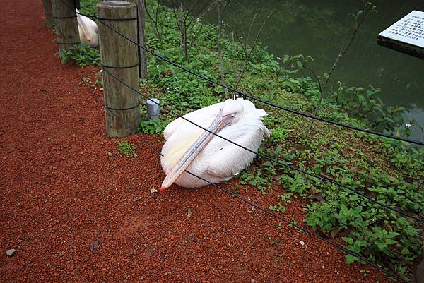 【新竹旅遊】綠世界生態農場-可愛動物互動農場