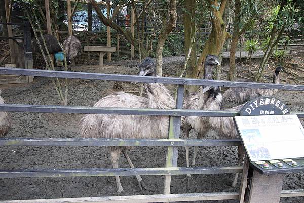 【新竹旅遊】綠世界生態農場-可愛動物互動農場