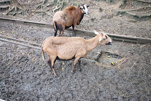 【新竹旅遊】綠世界生態農場-可愛動物互動農場