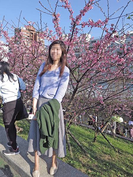 【台北旅遊】內湖康樂街61巷內溝溪景觀生態步道-2016年2月櫻花盛開