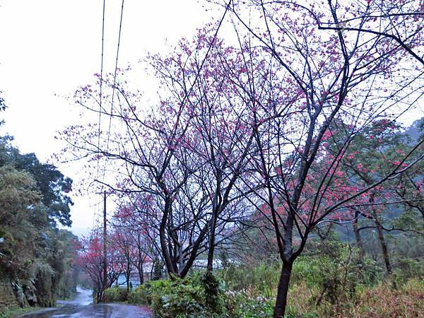 【台北旅遊】楓樹湖-2016年3月櫻花盛開、水蓮花