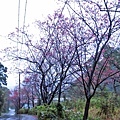 【台北旅遊】楓樹湖-2016年3月櫻花盛開、水蓮花