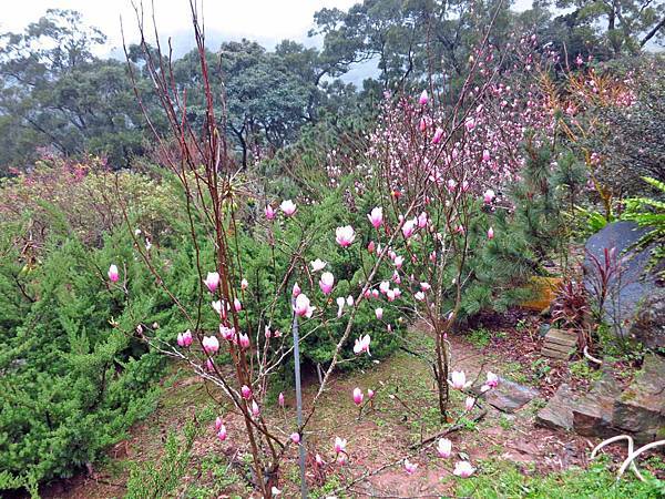 【台北旅遊】楓樹湖-2016年3月櫻花盛開、水蓮花