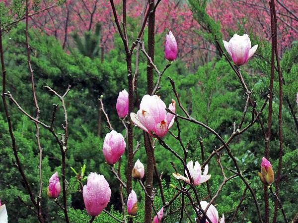 【台北旅遊】楓樹湖-2016年3月櫻花盛開、水蓮花