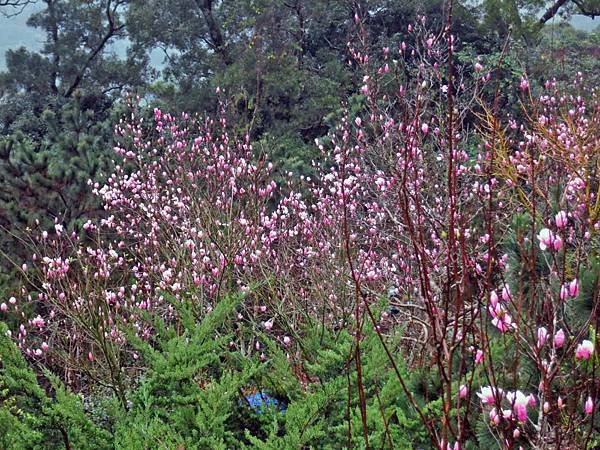 【台北旅遊】楓樹湖-2016年3月櫻花盛開、水蓮花