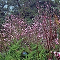 【台北旅遊】楓樹湖-2016年3月櫻花盛開、水蓮花