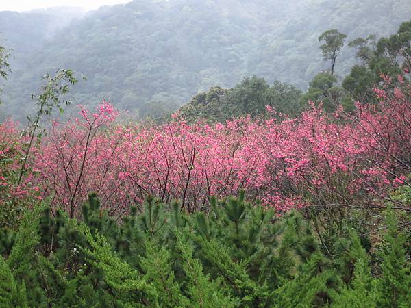 【台北旅遊】楓樹湖-2016年3月櫻花盛開、水蓮花