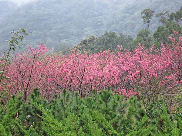 【台北旅遊】楓樹湖-2016年3月櫻花盛開、水蓮花 【台北旅遊】楓樹湖-2016年3月櫻花盛開、水蓮花