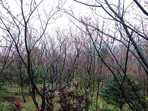 【台北旅遊】楓樹湖-2016年3月櫻花盛開、水蓮花