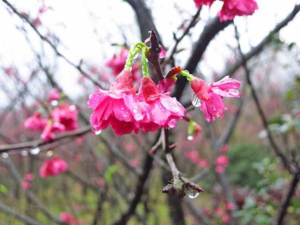 【台北旅遊】楓樹湖-2016年3月櫻花盛開、水蓮花