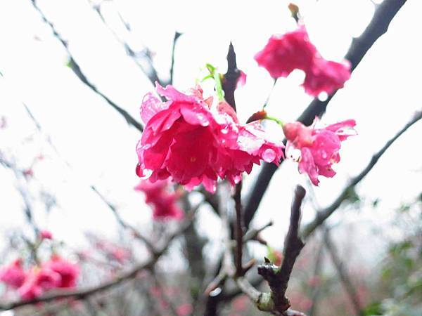 【台北旅遊】楓樹湖-2016年3月櫻花盛開、水蓮花