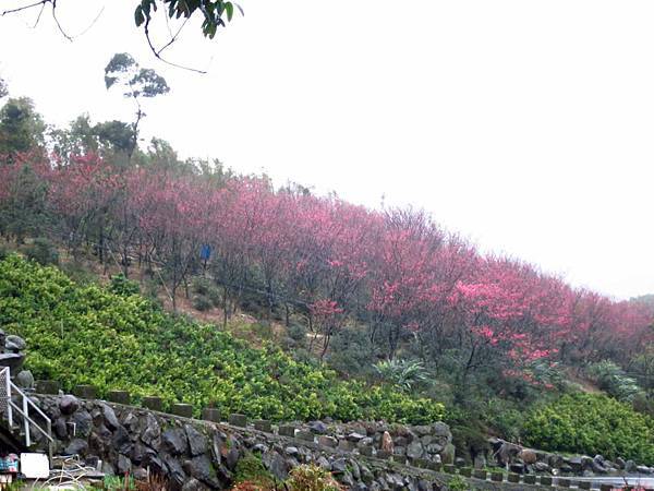 【台北旅遊】楓樹湖-2016年3月櫻花盛開、水蓮花