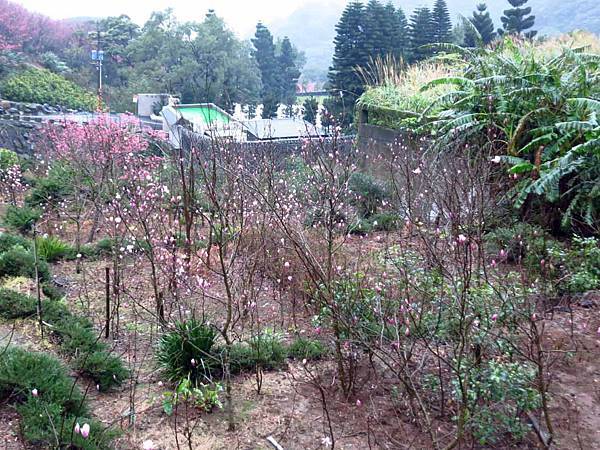 【台北旅遊】楓樹湖-2016年3月櫻花盛開、水蓮花