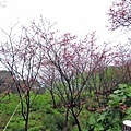 【台北旅遊】楓樹湖-2016年3月櫻花盛開、水蓮花