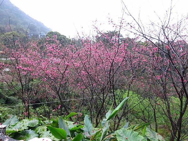 【台北旅遊】楓樹湖-2016年3月櫻花盛開、水蓮花