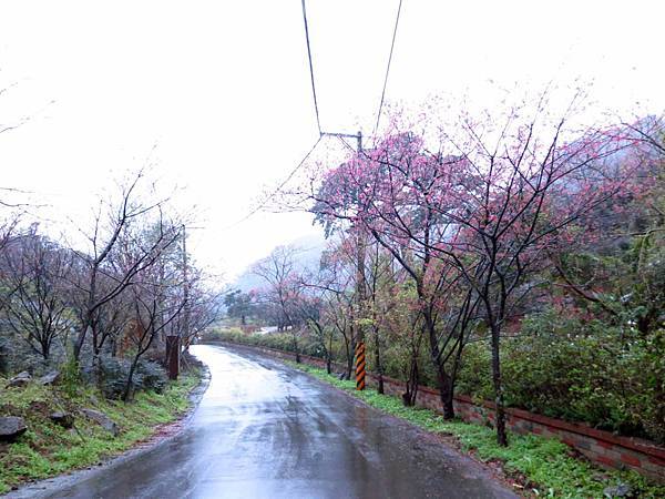 【台北旅遊】楓樹湖-2016年3月櫻花盛開、水蓮花