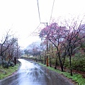 【台北旅遊】楓樹湖-2016年3月櫻花盛開、水蓮花