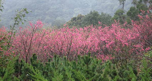 【台北旅遊】楓樹湖-2016年3月櫻花盛開、水蓮花