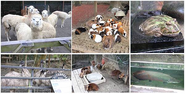 【新竹旅遊】綠世界生態農場-可愛動物互動農場