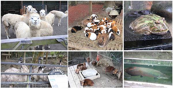 【新竹旅遊】綠世界生態農場-可愛動物互動農場