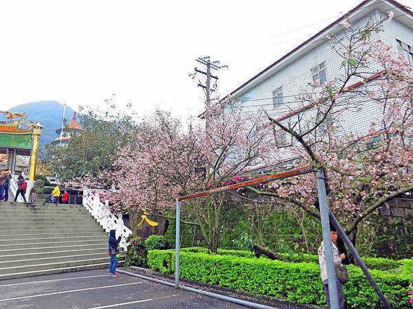 【台北旅遊】淡水天元宮-2016最新櫻花盛開資訊