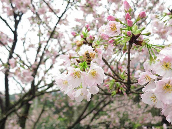 【台北旅遊】淡水天元宮-2016最新櫻花盛開資訊