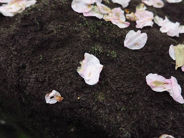 【台北旅遊】淡水天元宮-2016最新櫻花盛開資訊