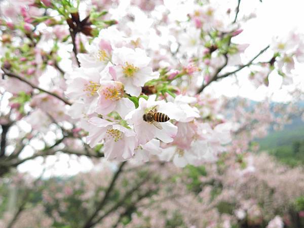 【台北旅遊】淡水天元宮-2016最新櫻花盛開資訊