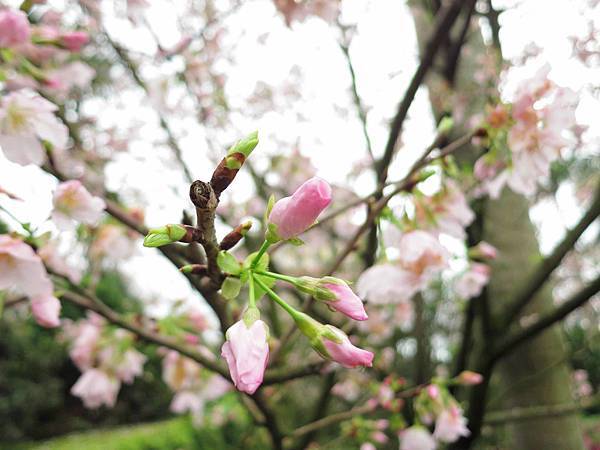 【台北旅遊】淡水天元宮-2016最新櫻花盛開資訊